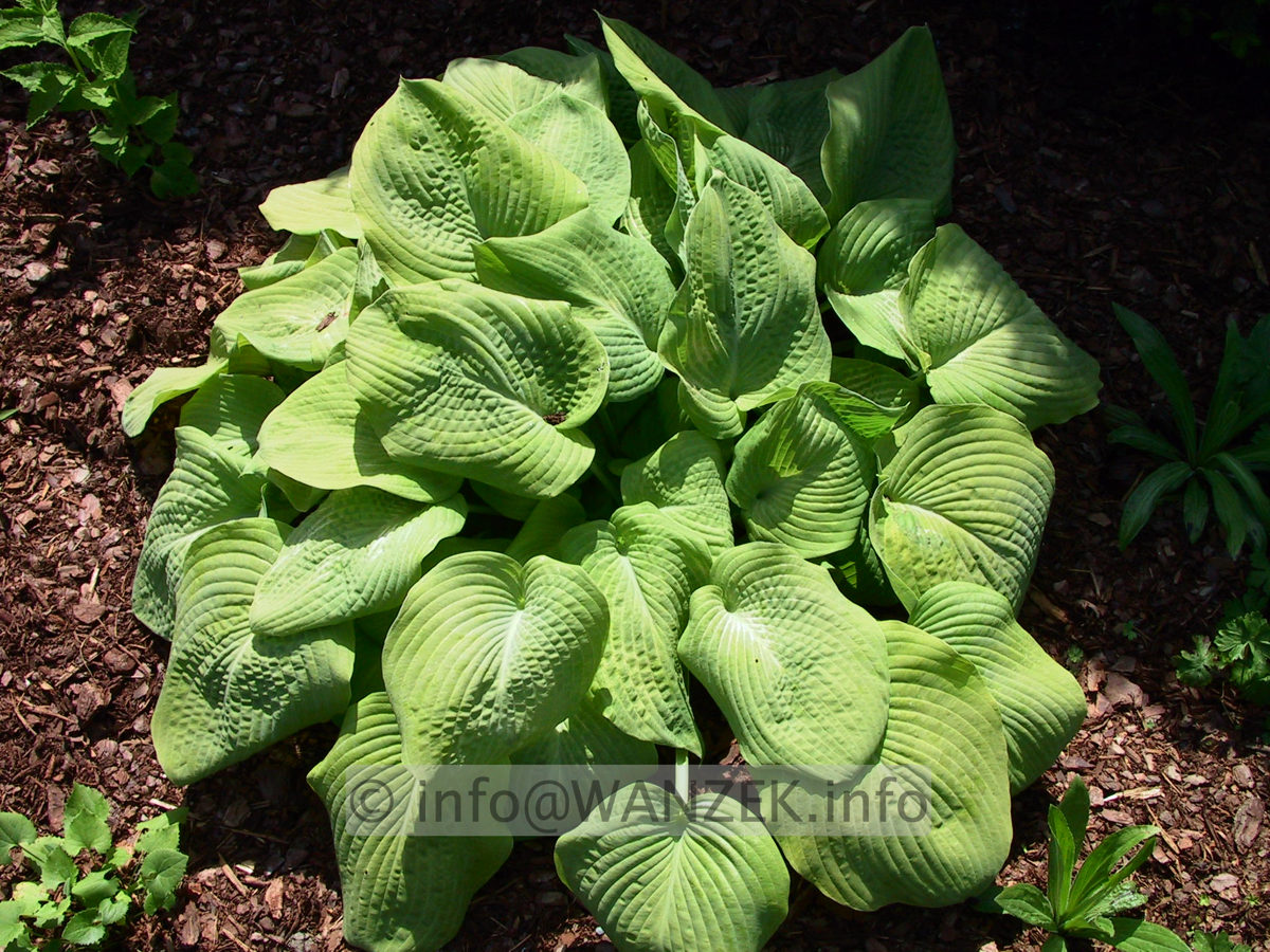 Hosta Hybride Compacta Aurea 03.jpg